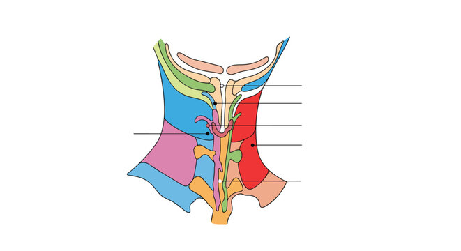 Medical illustration of human throat anatomy features different sections of the neck and larynx colored for identification with label lines.