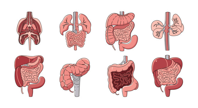 Detailed collection of various human internal organ diagrams focusing on the digestive system, lungs, and urinary tract anatomy.