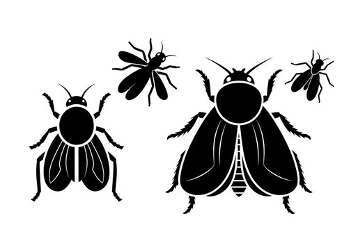 Black Flies Silhouette on White Background