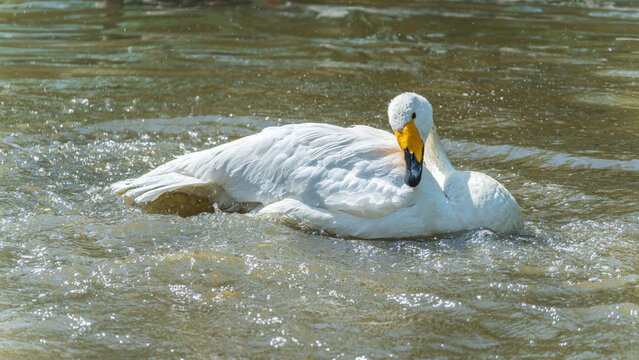 A close-up of a white swan playing in the water, its wings flapping violently against the surface.