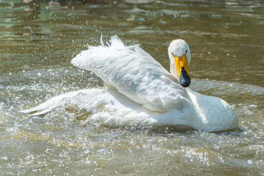 A close-up of a white swan playing in the water, its wings flapping violently against the surface.