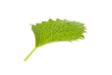 Mint leaf shows bright green color and texture, PNG © Atlas