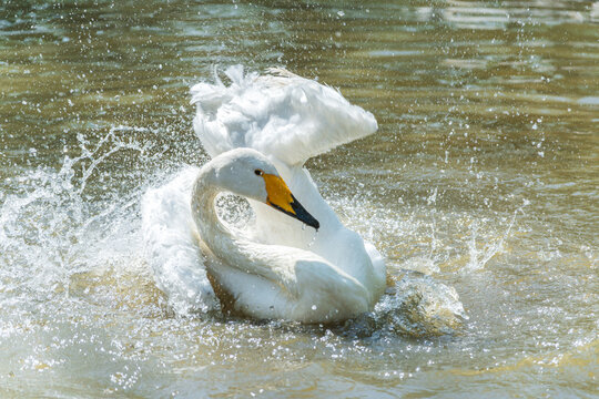 A close-up of a white swan playing in the water, its wings flapping violently against the surface.