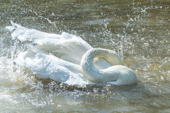Swans frolic in the water, their wings flapping violently, splashing water everywhere.