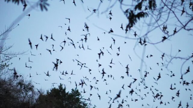 bats fliying into a cave in campeche mexico