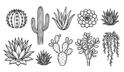 Decorative indoor succulent and cactus plant line art illustration © Crafts Home