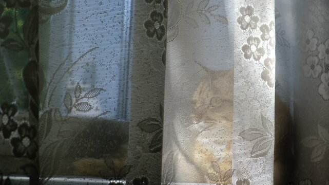 Tabby cat lay loose, lounging comfortably at the window on a sunny day. Soft morning light, easy fresh breeze, enjoying sun beam. Relaxing on the balcony floor and looking window. funny pets. Calmness