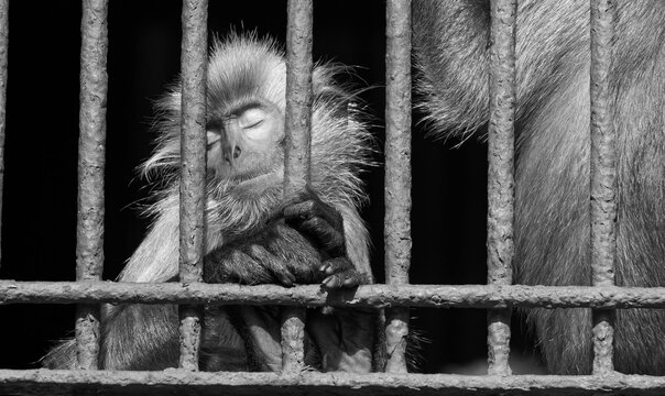 Silence in the Cage