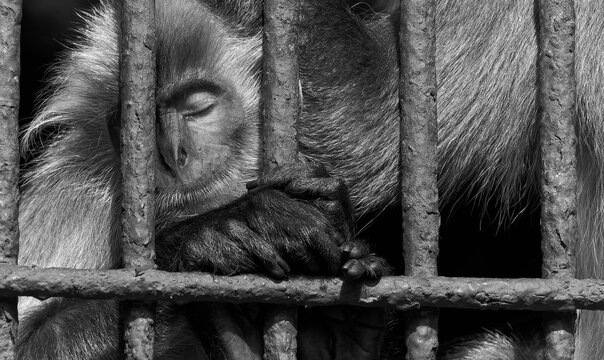 Silence in the Cage