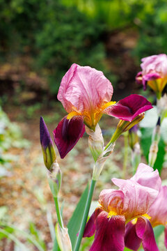 German iris flowers blooming beautifully in the garden.