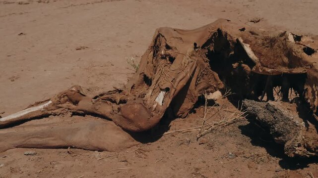 Mummified camel remains with leathery skin and exposed bones lying on dry desert ground