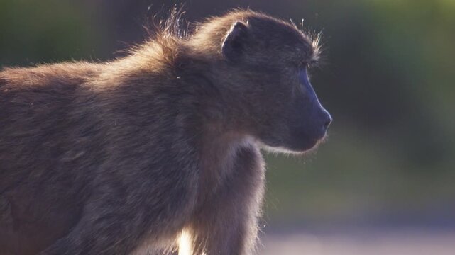 Portrait of baboon in warm sunlight with soft background in Cape Town South Africa