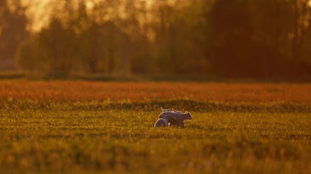 Free range energetic young lambs in pasture pronking and playing at sunset