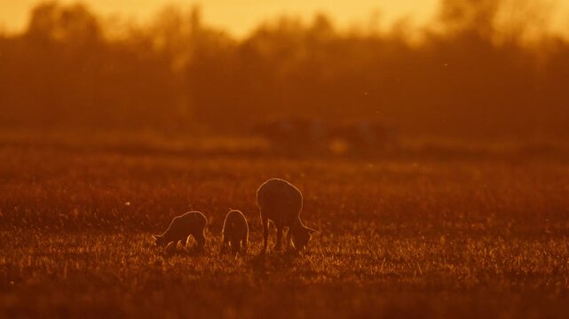Female sheep with two lambs grazing in pasture in vibrant golden hour light