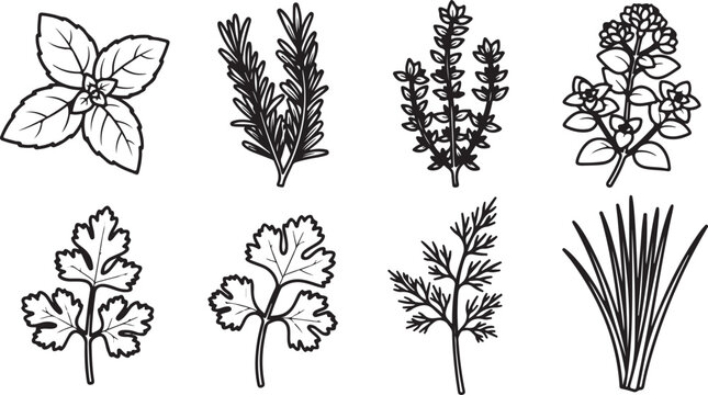 Vector illustration of different types of flowers and plants Vector