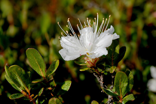 Close-up of a delicate white flower with prominent stamens blooming on a green shrub.