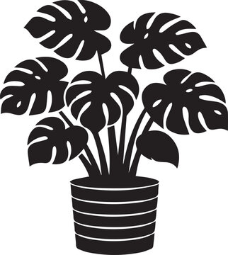 Black monstera plant in a pot Vector