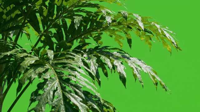 Tropical Palm Leaves Sway