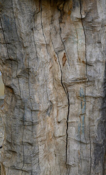 Scribbly Gum Bark Texture Eucalyptus haemastoma White Trunk with Insect Larvae Tunnels Natural Pattern