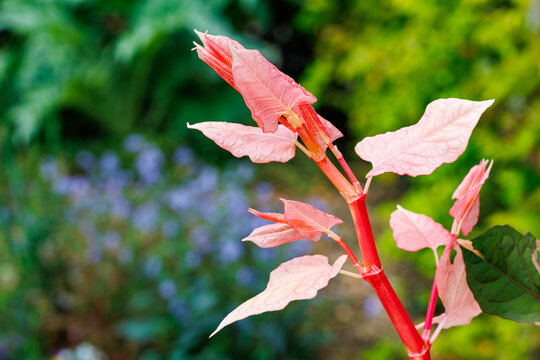 Red Japanese knotweed that has sprouted in the garden.