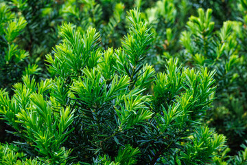 Sprouts of Japanese yew that sprouted in early summer. © billyfam