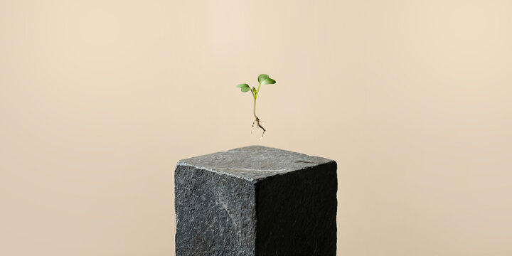 Young green sprout with exposed roots floating above gray stone pedestal. Minimalist symbol of new life and growth. banner format