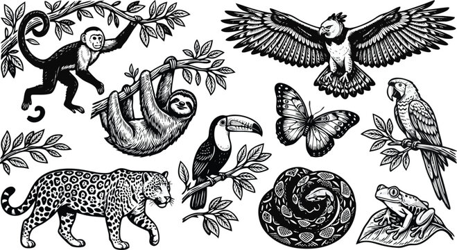 Set of hand drawn vintage engraved black and white tropical rainforest jungle animals and exotic wildlife vectors.