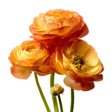 Orange ranunculus flowers in full bloom against white background
