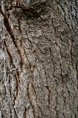 Obraz premium Rough Conifer Tree Bark with Deep Vertical Furrows