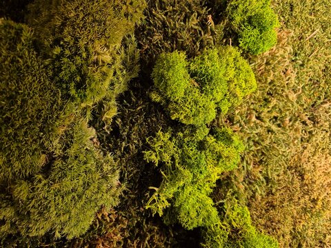 Close-up of Vibrant Green Moss Wall. A detailed view of a lush moss wall showcasing various textures and shades of green, perfect for biophilic design inspiration.