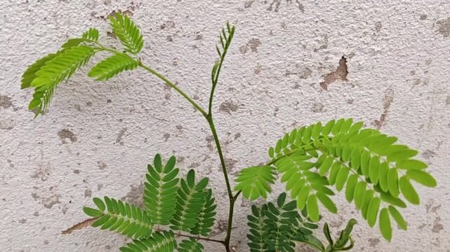 A close-up photograph shows the vibrant, fresh young leaves of the river tamarind tree, also known as the lead tree, scientifically named Leucaena leucocephala.