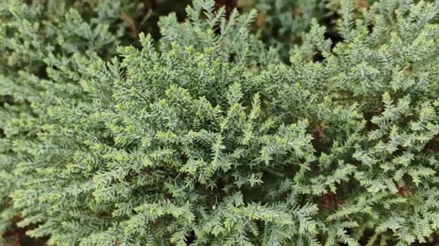 Aerial photographs of pine trees growing in a forest. Aerial photographs of beautiful forest landscapes.