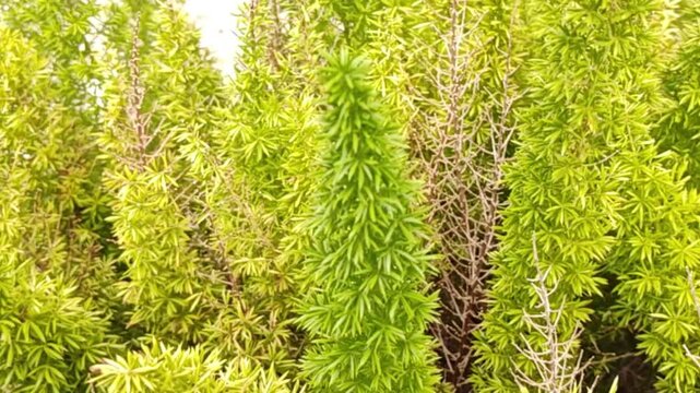 Aerial photographs of pine trees growing in a forest. Aerial photographs of beautiful forest landscapes.