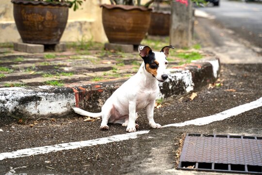 miniature Jack Rusell puppies sitting on the street