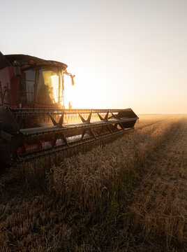 Combine harvesters during the wheat harvest