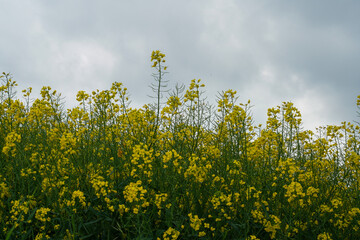 Obraz premium Yellow flowers bloom in a field under a gray sky during the spring season