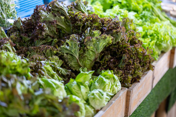 Obraz premium Variety of fresh organics homegrown heirloom kale and salad lettuce inside vegetable farmer market for food ingredient and nutrition usage during harvest season