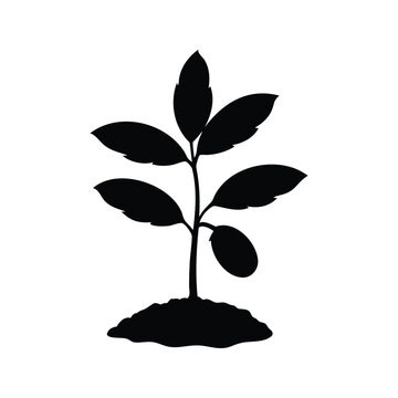 Silhouette of young pecan tree seedling with fresh green leaves vector illustration design, pecan tree seedling silhouette vector illustration