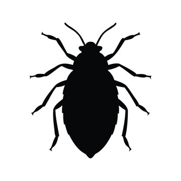 Silhouette of scale insect detailed legs and body vector illustration in black and white, scale insect silhouette vector illustration