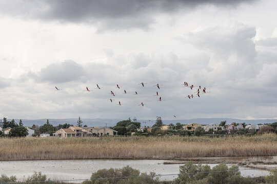 View of a flock of pink flamingos flying over a wetland area with houses and a cloudy sky in Syracuse, Sicily, Italy.