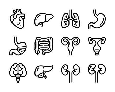black line icons of human organs