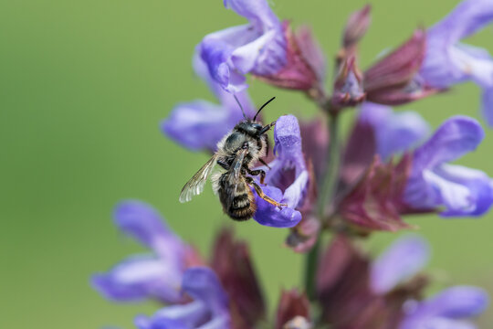 Mason bee Osmia perched on purple sage blossom in spring garden