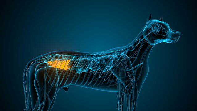 Large intestine part of a dog anatomy. 3d render