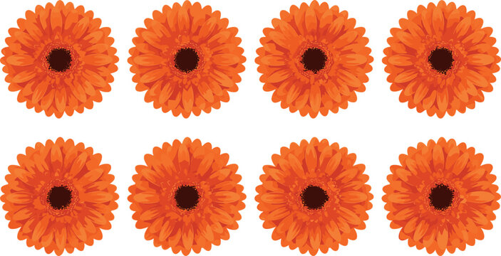 Beautiful orange gerbera daisy flower heads set isolated on white background for floral design and decoration.