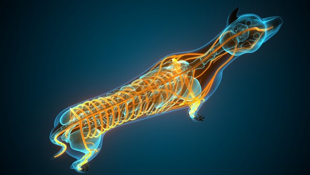 Anatomy of dog nerves. 3d illustrations
