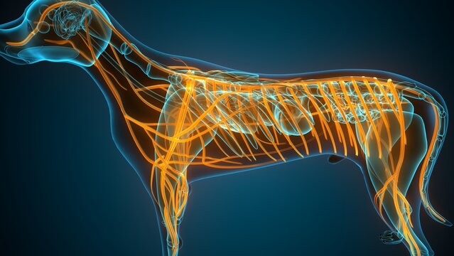 Anatomy of dog nerves. 3d illustrations
