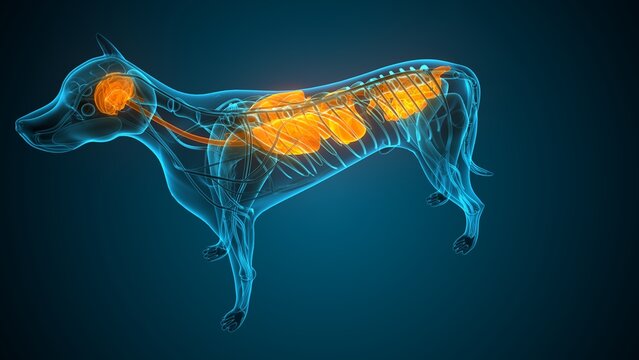 Dog parts anatomy. 3d render