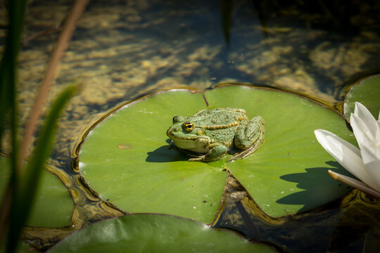 Green frog resting on lily pad beside white waterlily blossom