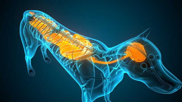 Dog parts anatomy. 3d render