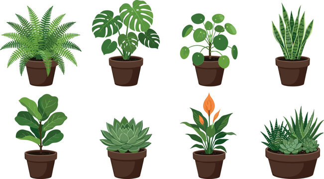 Houseplant collection featuring fern monstera pilea snake plant fiddle leaf fig and succulents in pots on white.